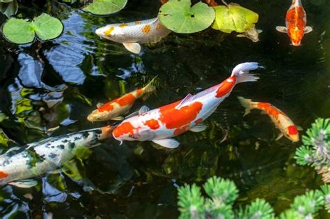 15 Best Fish to Keep in Outdoor Ponds .